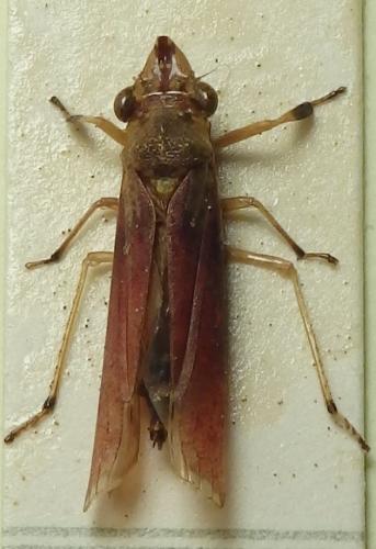 Acrocampsa rutilans